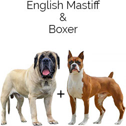 Boxmas Dog